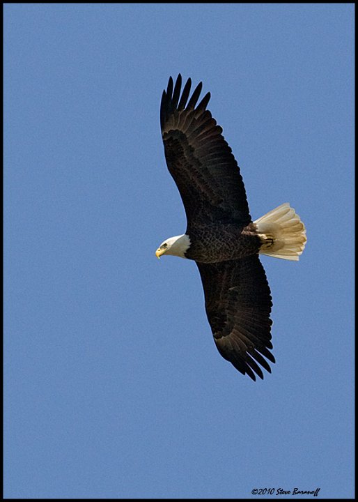 _0SB9283 american bald eagle.jpg